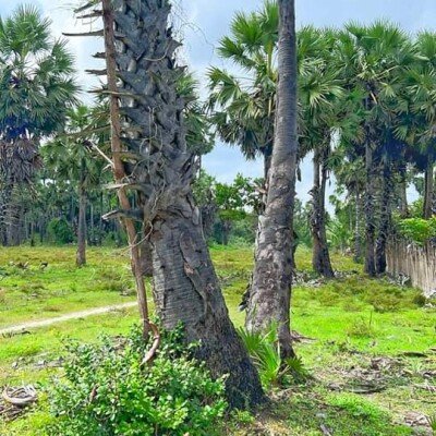 50 பரப்பு காணி விற்பனைக்கு