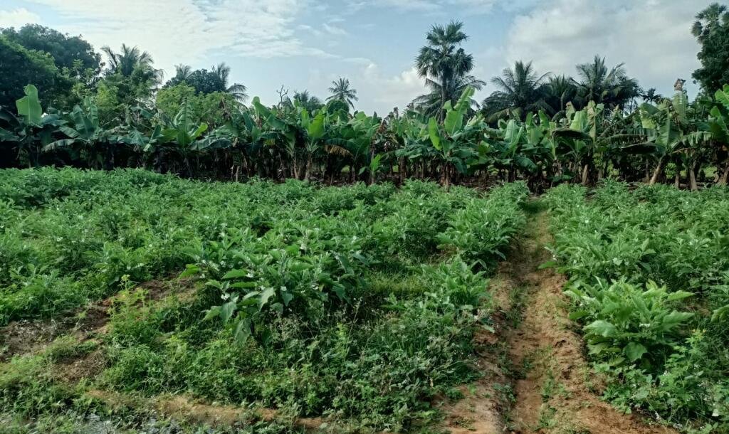 40பரப்பு ( 23+17)  செம்மண் தோட்டக்காணி விற்பனைக்கு-8