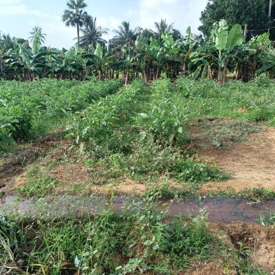 40பரப்பு ( 23+17)  செம்மண் தோட்டக்காணி விற்பனைக்கு
