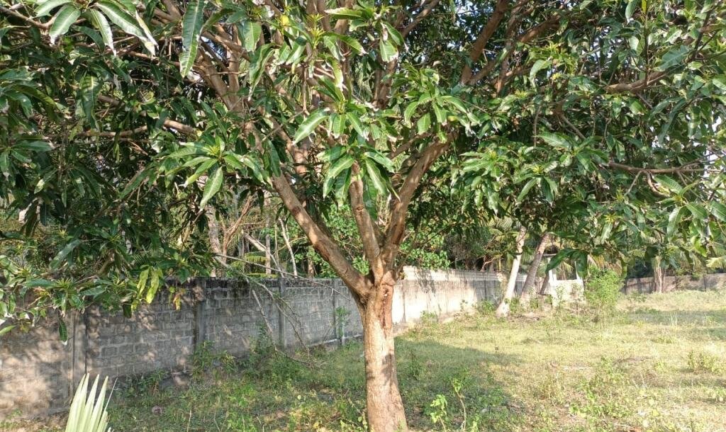 33பரப்பு காணி விற்பனைக்கு-7