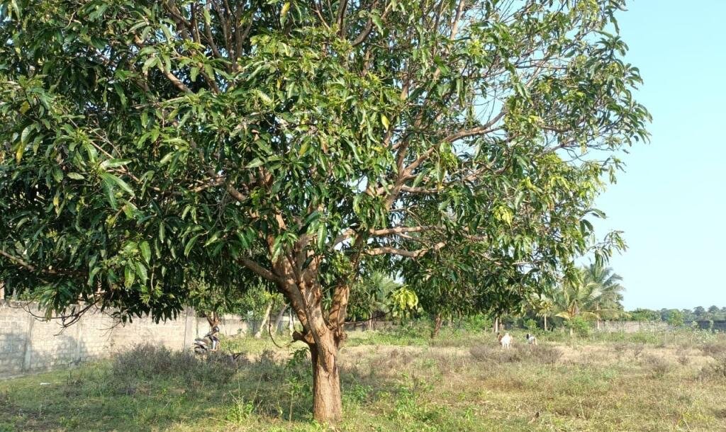 33பரப்பு காணி விற்பனைக்கு-1