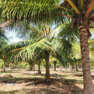 20 acre coconut garden for sale