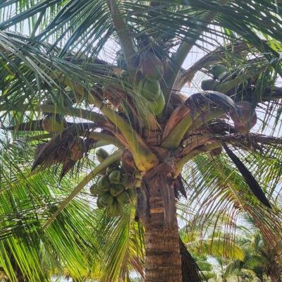 20 acre coconut garden for sale