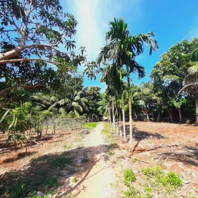 யாழ்ப்பாணம் - கீரிமலை நகுலேஸ்வரம் கோவில்க்கு அண்மையில் "கீரிமலை வீதியோரமாக" உள்ள காணி விற்பனைக்கு உள்ளது-3