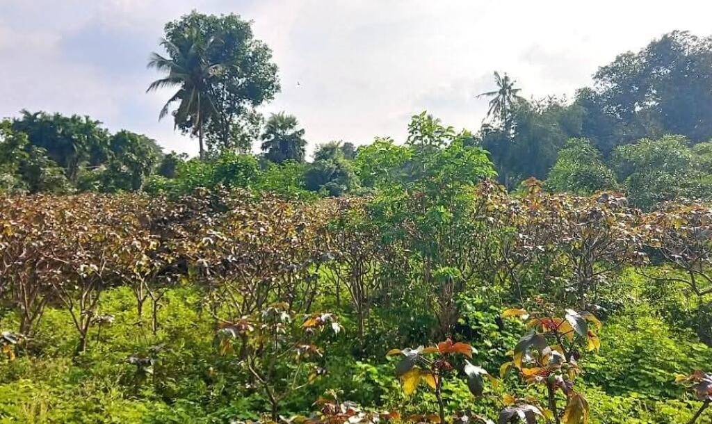 Jaffna - Gani is for sale in town area.-2