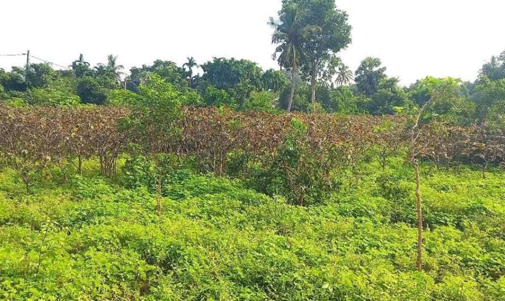 Jaffna - Gani is for sale in town area.-5