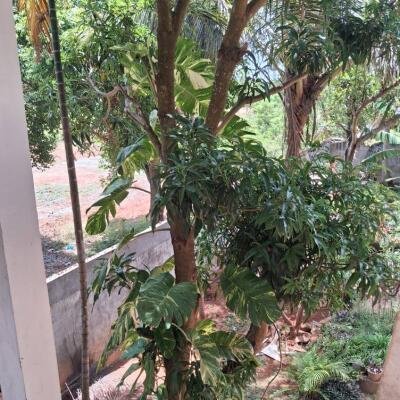 ஊரெழு பகுதியில் 2.1/2 பரப்பு மாடி வீடு விற்பனைக்கு உள்ளது-9