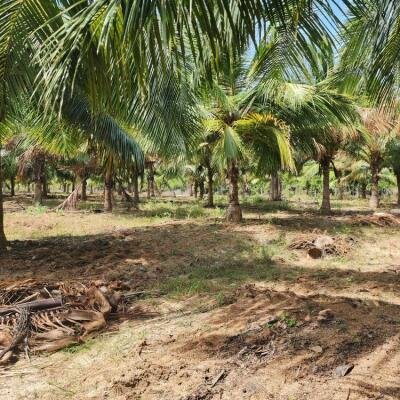 20 acre coconut garden for sale