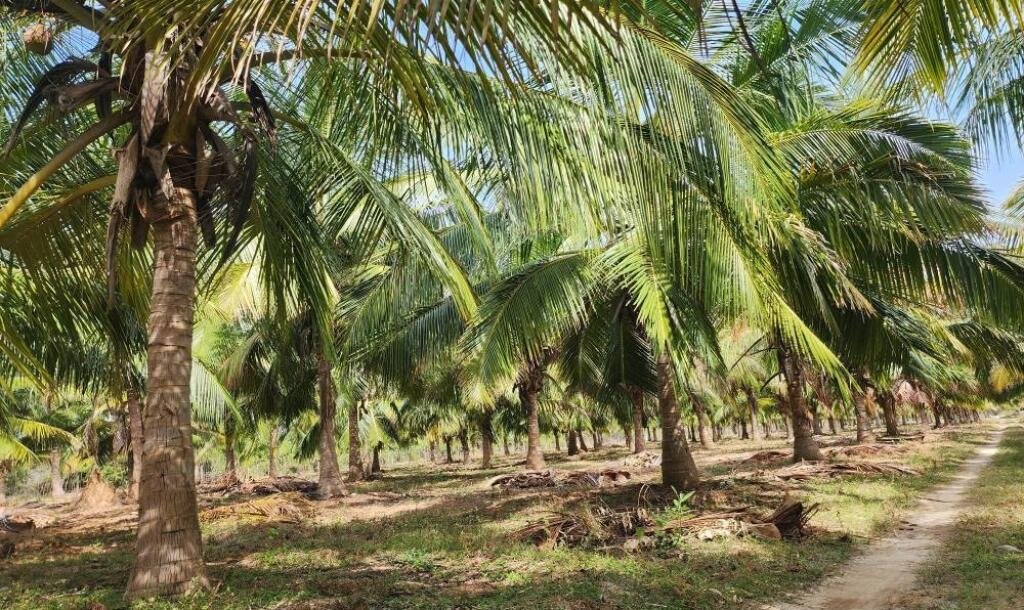 20 acre coconut garden for sale-5