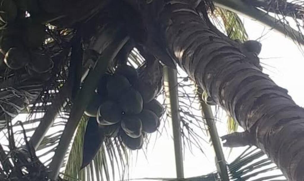 4 பரப்பு காணி மற்றும் வீடு விற்பனைக்கு உண்டு இடம்:கிளிநொச்சி-3