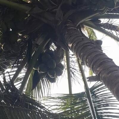 4 பரப்பு காணி மற்றும் வீடு விற்பனைக்கு உண்டு இடம்:கிளிநொச்சி