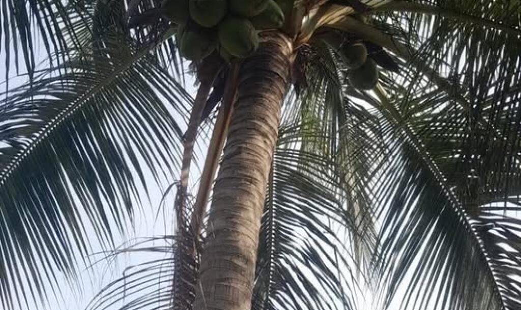 4 பரப்பு காணி மற்றும் வீடு விற்பனைக்கு உண்டு இடம்:கிளிநொச்சி-2