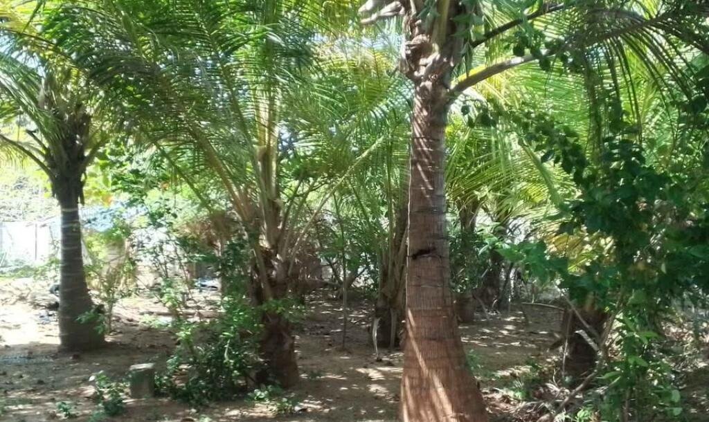 கைதடி - A9 வீதிக்கு அருகாமையில் அமைந்துள்ள, வீட்டுடன் கூடிய காணி விற்பனைக்கு prime location காணி-6