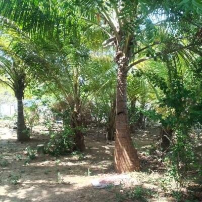 கைதடி - A9 வீதிக்கு அருகாமையில் அமைந்துள்ள, வீட்டுடன் கூடிய காணி விற்பனைக்கு prime location காணி-6