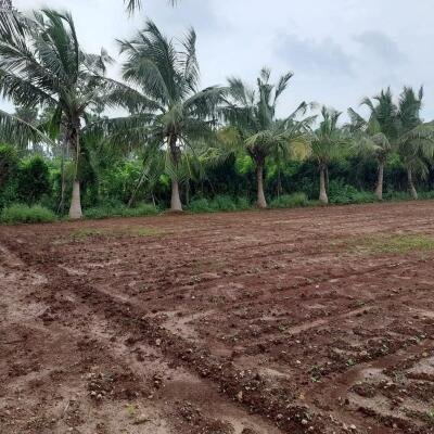 யாழ்ப்பாணம் - கீரிமலை நகுலேஸ்வரம் கோவில்க்கு அண்மையில் "கீரிமலை வீதியோரமாக" உள்ள காணி விற்பனைக்கு உள்ளது-6