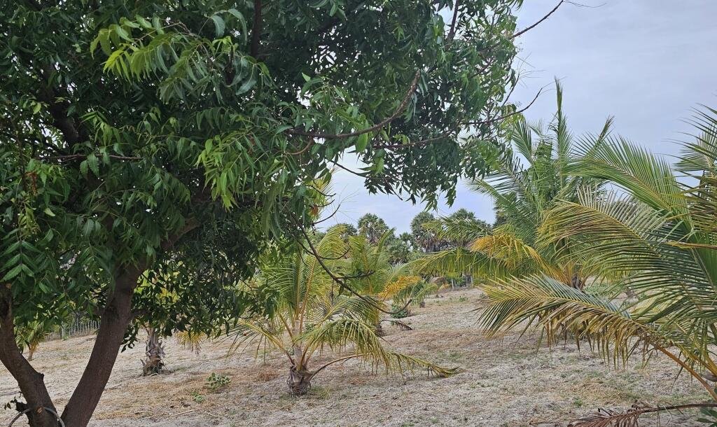 யாழ்ப்பாணம் நல்லூர் பிரதேச சபைக்கு உட்பட்ட #கிழக்கு_அரியாலை பகுதியில் 42 பரப்பு நிலப்பரப்பு காணி விற்பனைக்கு..-8