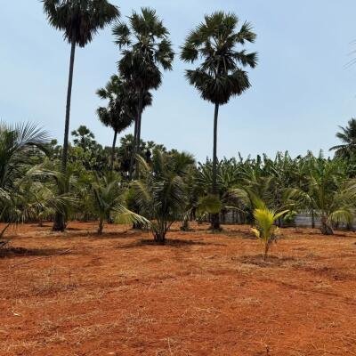 யாழ்ப்பாணம் புன்னாலைக்கட்டுவனில் 12.5 பரப்பு செம்மண் காணி விற்பனைக்கு-8
