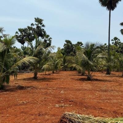 யாழ்ப்பாணம் புன்னாலைக்கட்டுவனில் 12.5 பரப்பு செம்மண் காணி விற்பனைக்கு-7