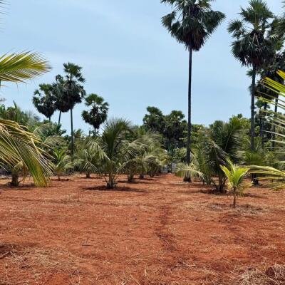யாழ்ப்பாணம் புன்னாலைக்கட்டுவனில் 12.5 பரப்பு செம்மண் காணி விற்பனைக்கு-6