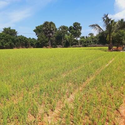 யாழ்ப்பாணம் - கீரிமலை நகுலேஸ்வரம் கோவில்க்கு அண்மையில் "கீரிமலை வீதியோரமாக" உள்ள காணி விற்பனைக்கு உள்ளது-2
