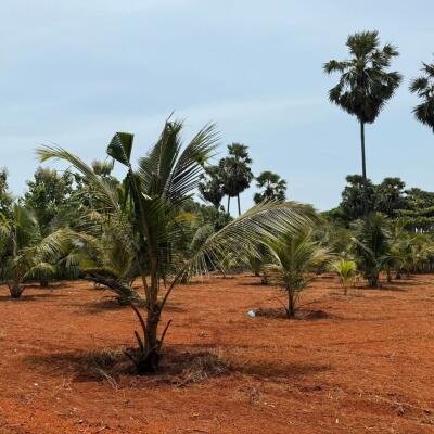 யாழ்ப்பாணம் புன்னாலைக்கட்டுவனில் 12.5 பரப்பு செம்மண் காணி விற்பனைக்கு-2