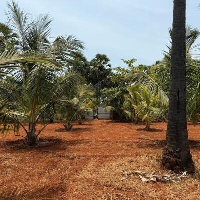 யாழ்ப்பாணம் புன்னாலைக்கட்டுவனில் 12.5 பரப்பு செம்மண் காணி விற்பனைக்கு-9