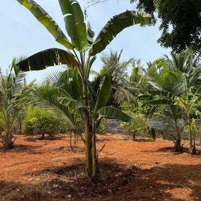 யாழ்ப்பாணம் புன்னாலைக்கட்டுவனில் 12.5 பரப்பு செம்மண் காணி விற்பனைக்கு-4