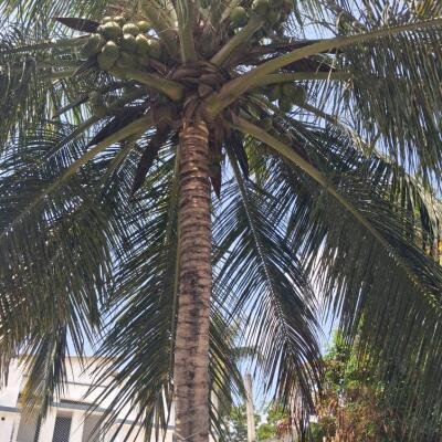 யாழ் சிவன் பண்னை வீதியருகில் 1 பரப்பு 1 குளி காணியில் அமைந்த கிழக்கு வாசல் வீடு விற்பனைக்கு..-2