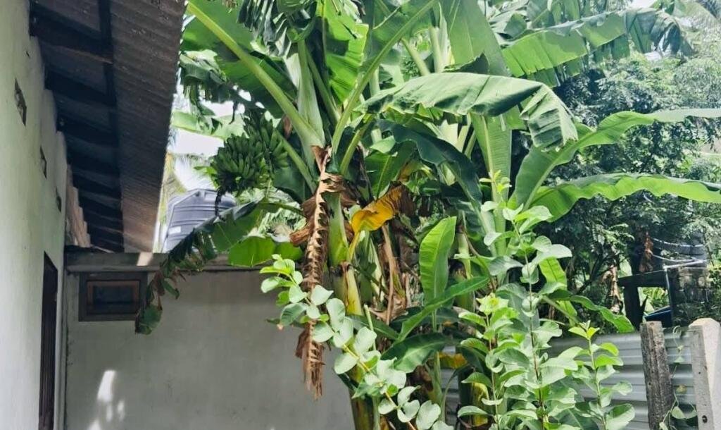 யாழ் மானிப்பாய் பகுதியில் 2.5 பரப்பு காணியில் அமைந்த வடக்கு வாசல் புதிய வீடு விற்பனைக்கு-7