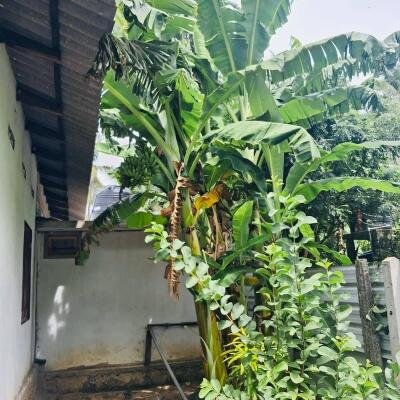 யாழ் மானிப்பாய் பகுதியில் 2.5 பரப்பு காணியில் அமைந்த வடக்கு வாசல் புதிய வீடு விற்பனைக்கு-7