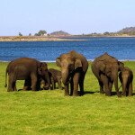 A Guide to Sri Lanka's Spectacular National Parks