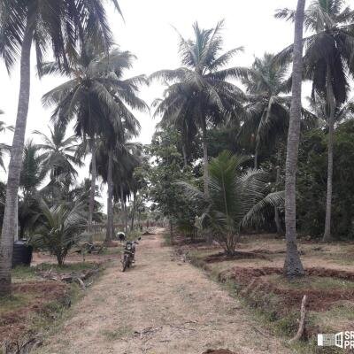 3 Acres Of Land Available For Sale In Pavatamadu Puttalam-3