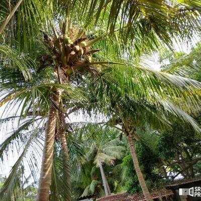 3 bedroom house for sale situated on 4 acres of land 1 km from Suzhipuram Post Office.-2