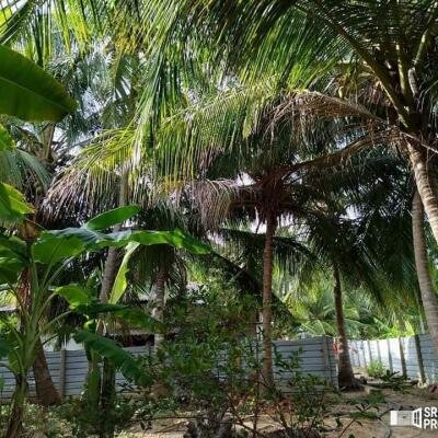 3 bedroom house for sale situated on 4 acres of land 1 km from Suzhipuram Post Office.-8