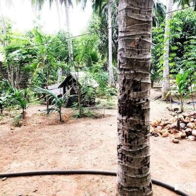 4000squarefeet house 5 rooms downstairs New House with 11 Area plot in Vavuniya Maharambaikulam-9